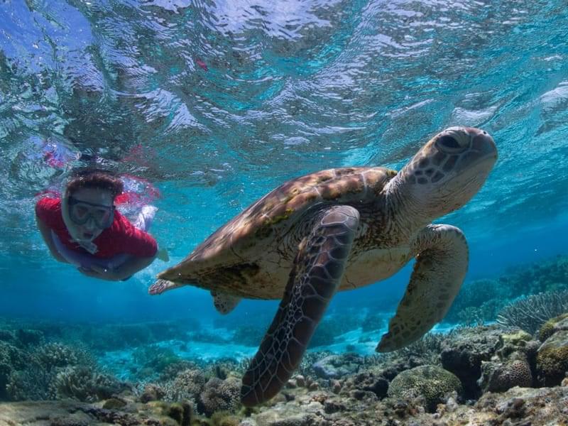 Swim with Sea Turtles