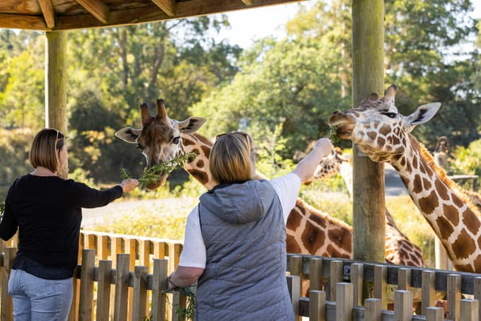 Giraffe feeding area at Orana Wildlife Park
