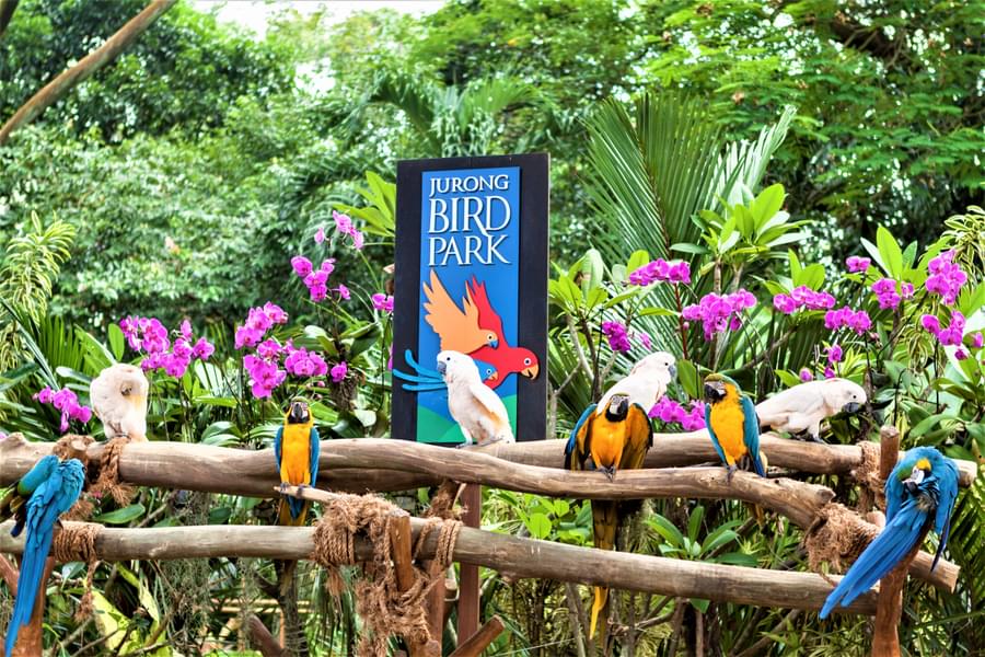 Explore the  world's largest, "Jurong Bird Park"
