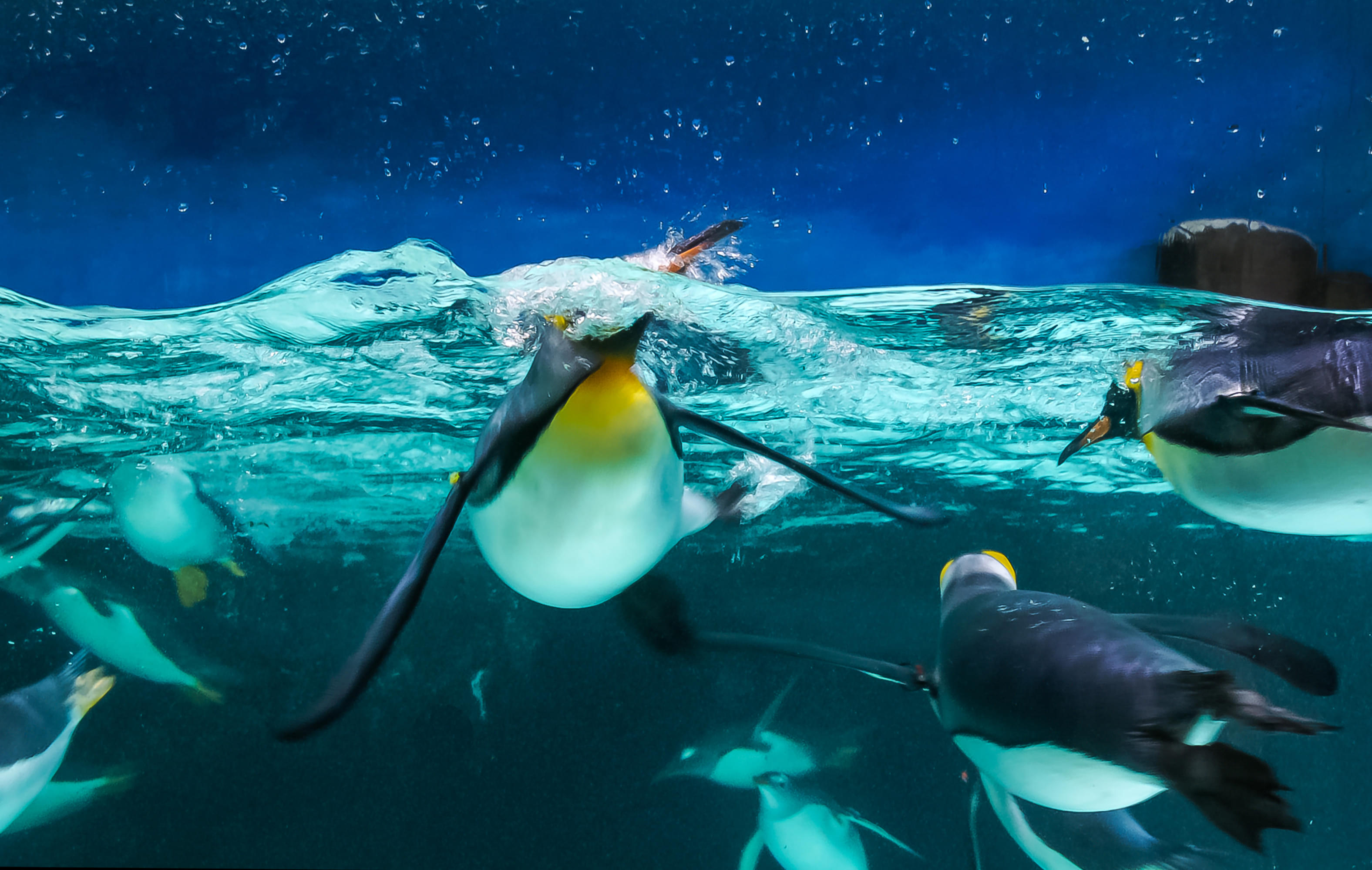 Sea Life Blankenberge