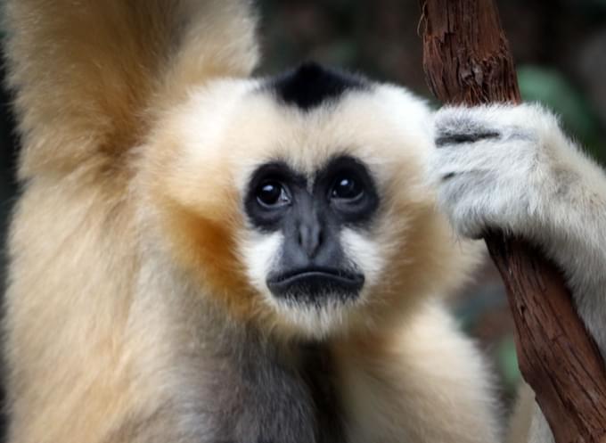 Gibbon