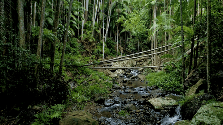 Tropical forest walk