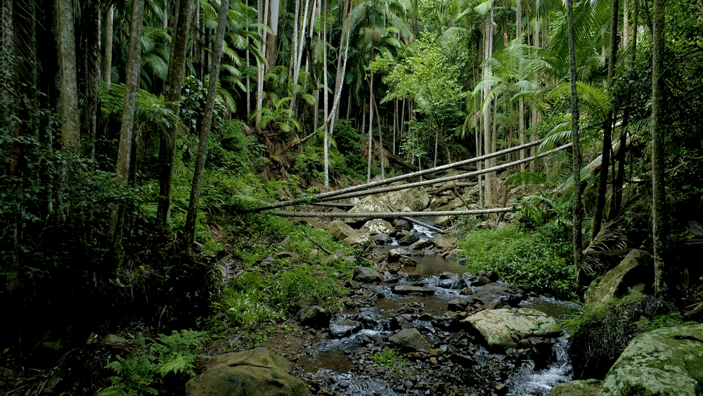 Tropical forest walk