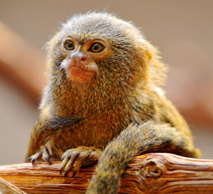 Smallest Monkeys In The World