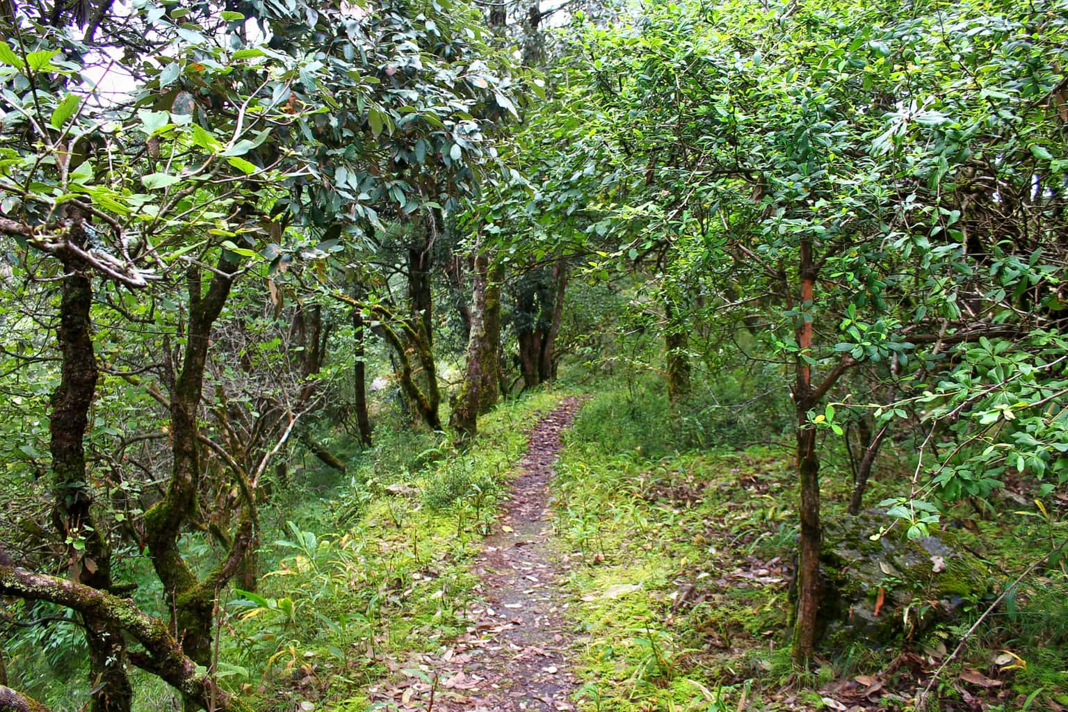 Jabarkhet Wildlife Reserve, <em>Dehradun</em>