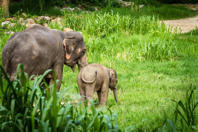 Elephant Sanctuaries in Chiang Mai