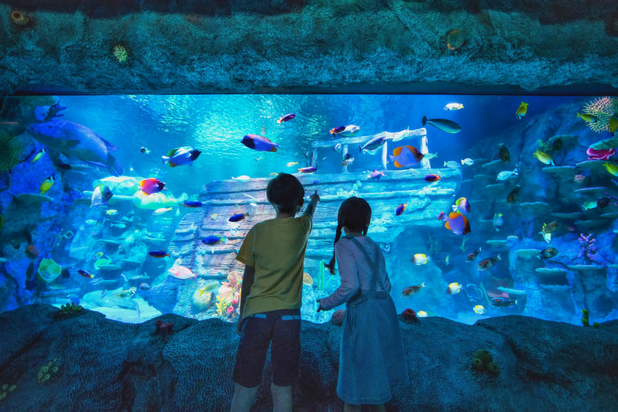 Thousands of sea creatures of over 100 species are at Sea Life Malaysia to love and care for