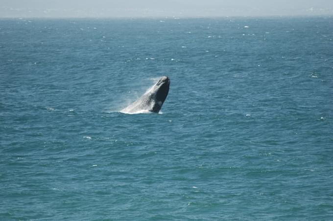 Hermanus Whale Watching