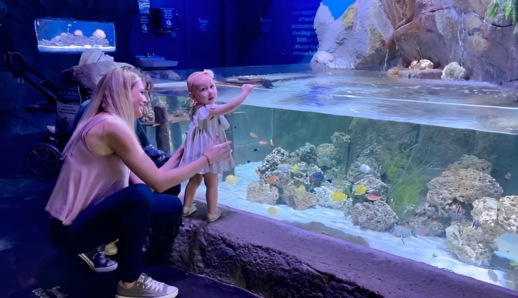 Bring your kids and friends to SeaQuest Fort Worth aquarium