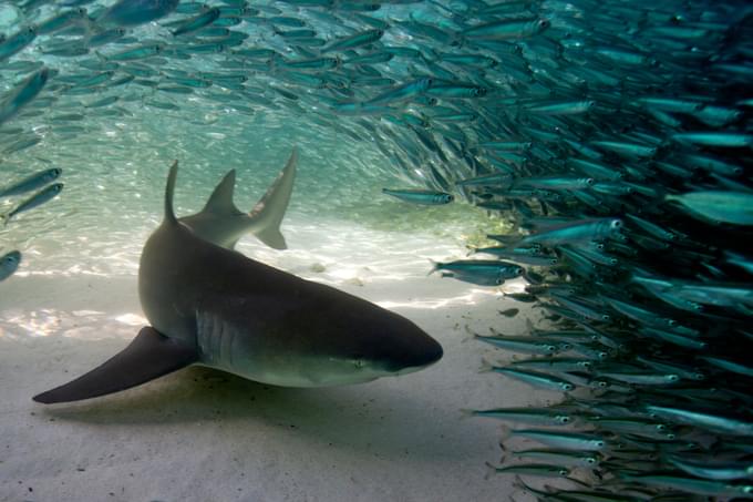 Great Barrier Reef Tours