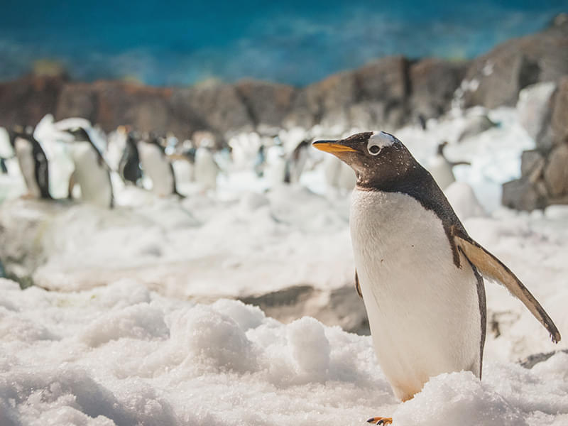 Witness the snow-covered landscape as you play around with penguins. 