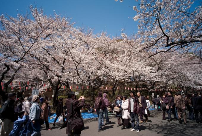 Cherry Blossoms