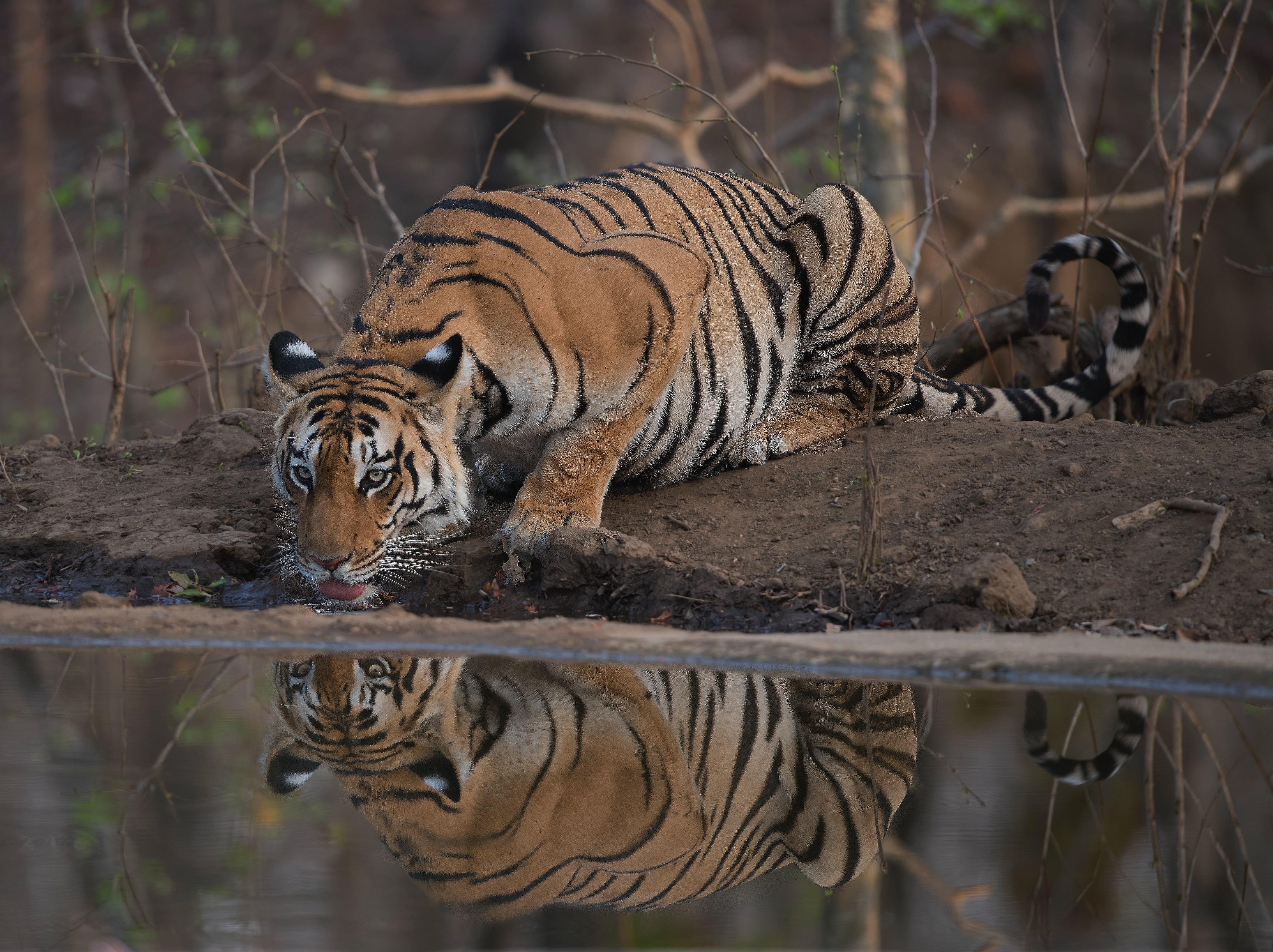 Pench National Park Tourism, India: Places, Best Time & Tour Packages 2024