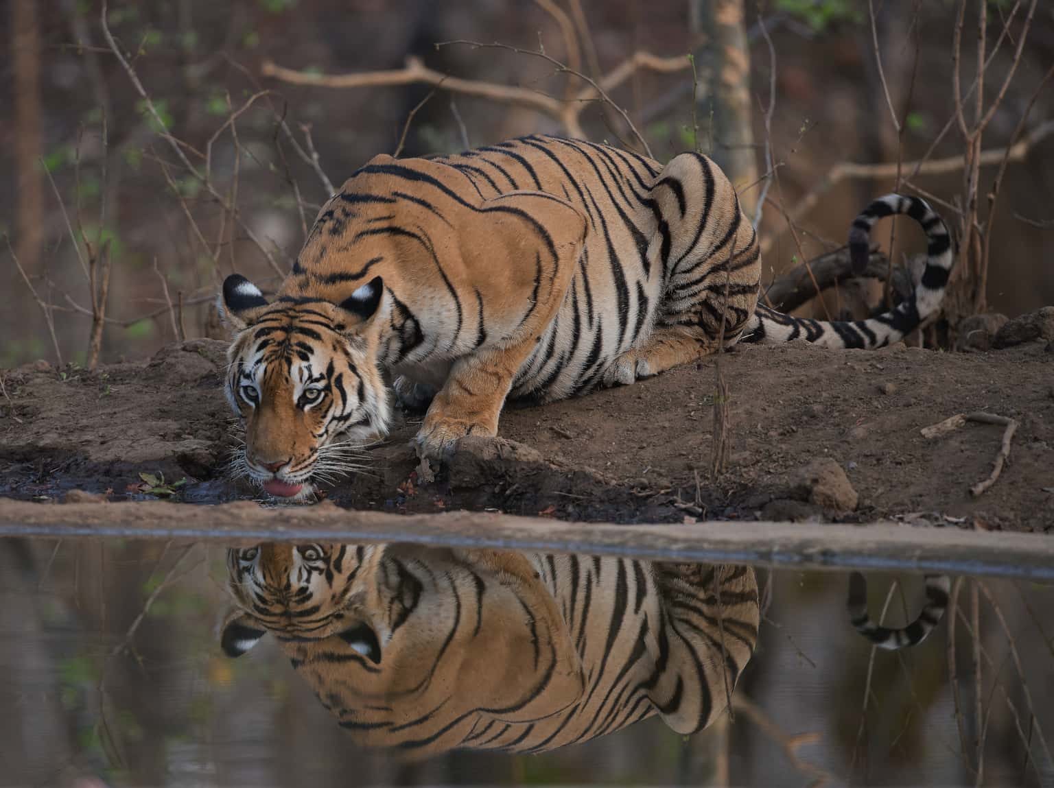 Pench Tour From Nagpur