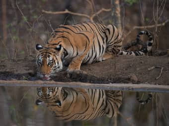 Get a chance to see tiger when he comes to drink water