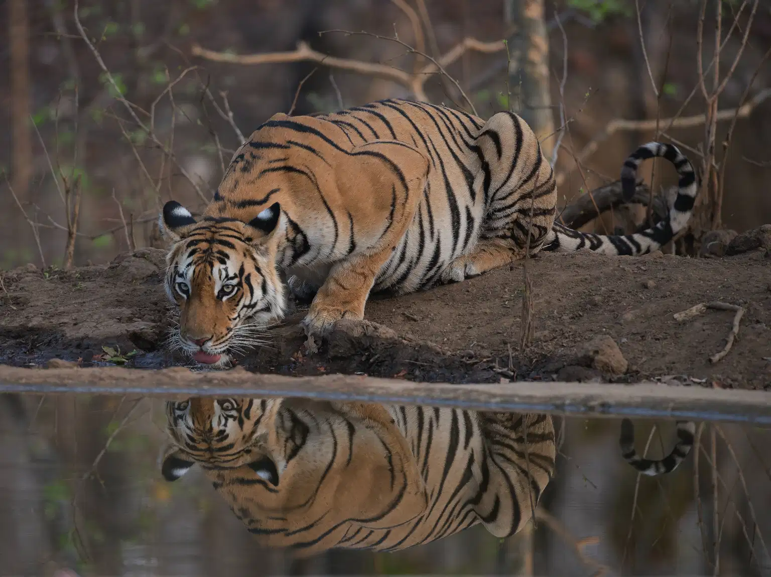 Pench Tour From Nagpur