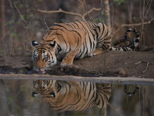 Get a chance to see tiger when he comes to drink water