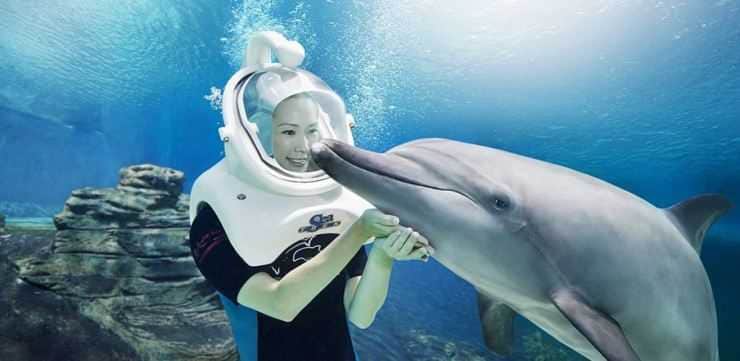 Dolphin Discovery