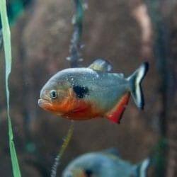 Black Spot Piranha