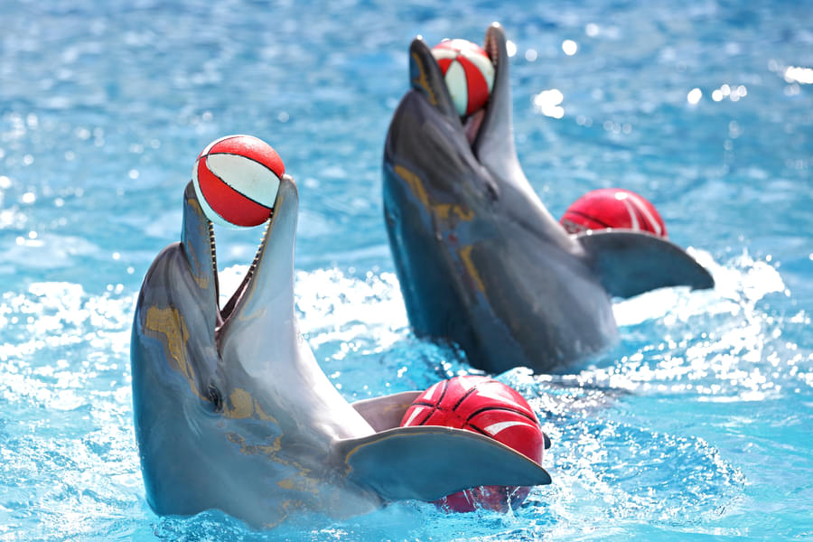 See cute Dolphins playing & performing at the Florida Aquarium