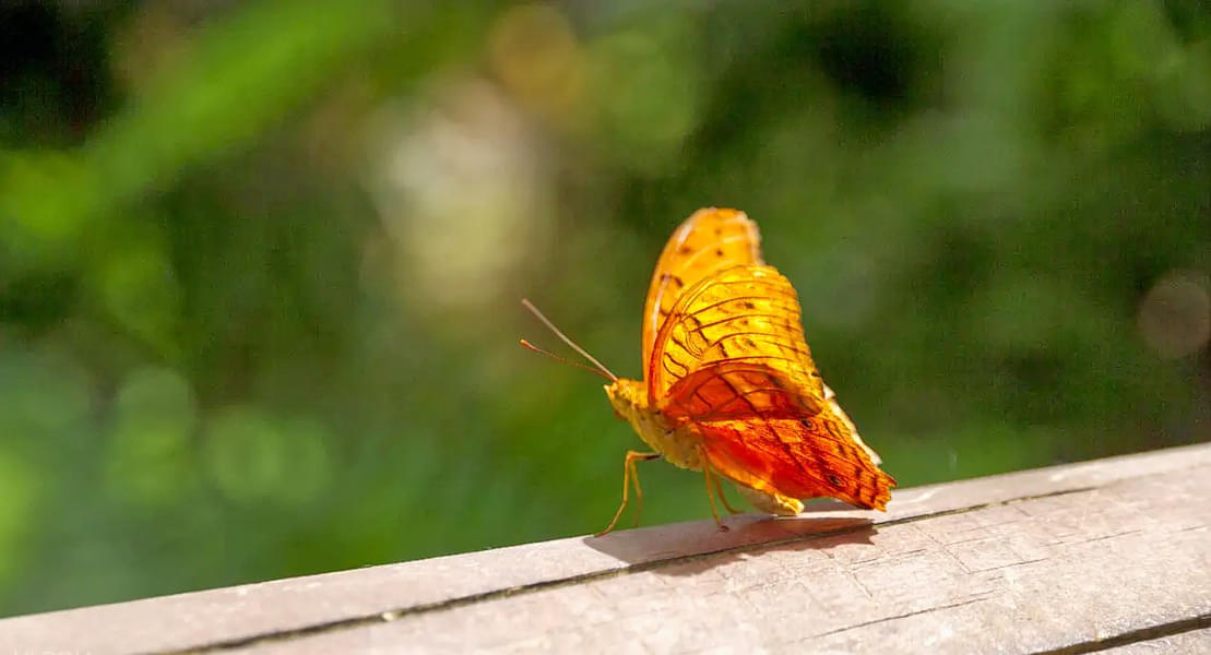 Australian Butterfly Sanctuary Tickets Image
