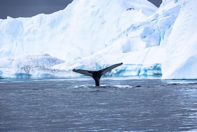 Whale at Disko Bay