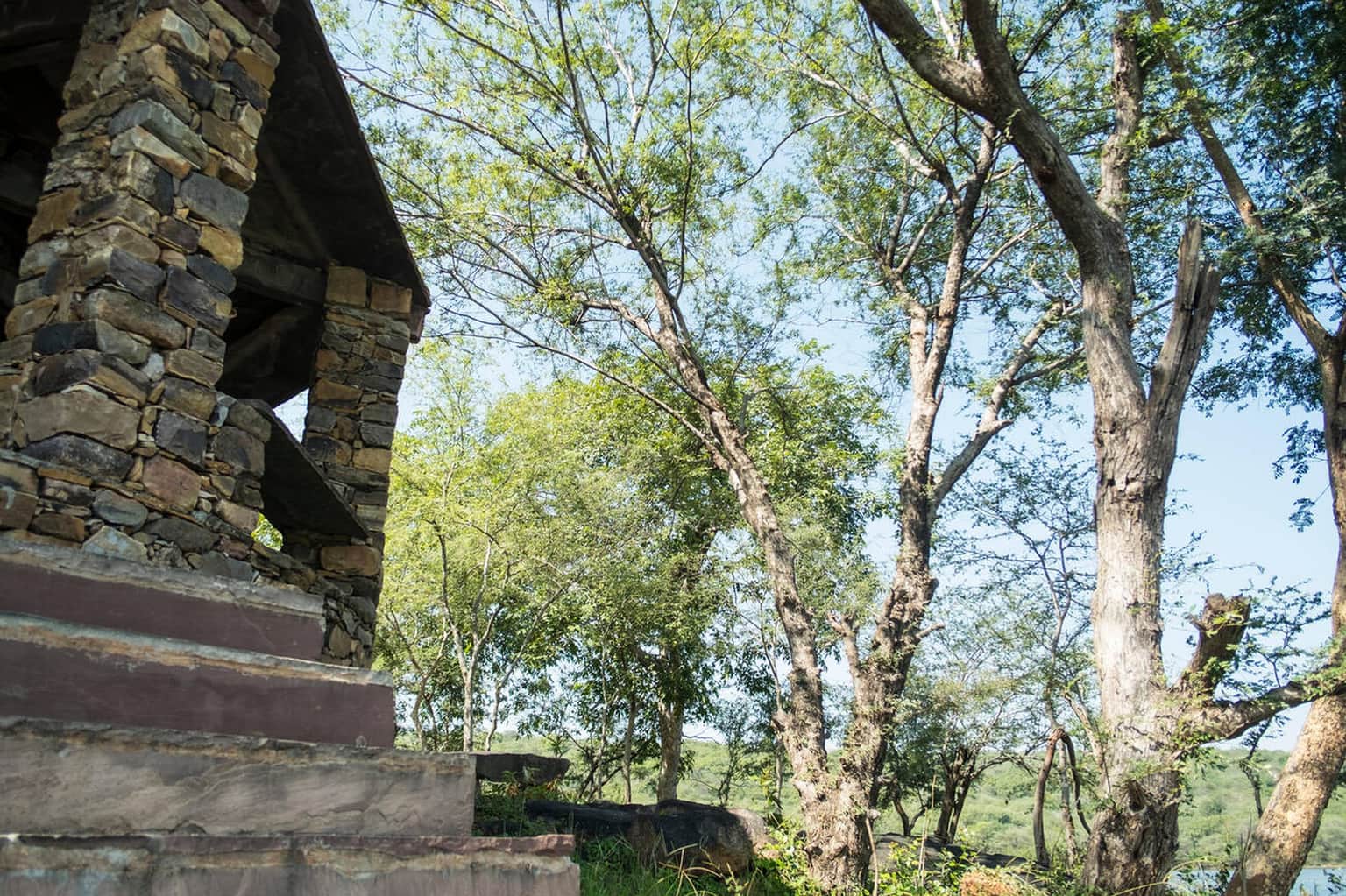 Embark on a Safari in Bassi Wildlife Sanctuary