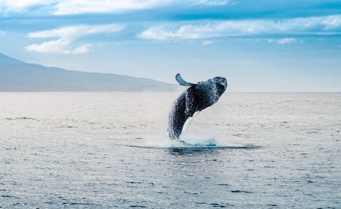 Whale Watching from Reykjavik