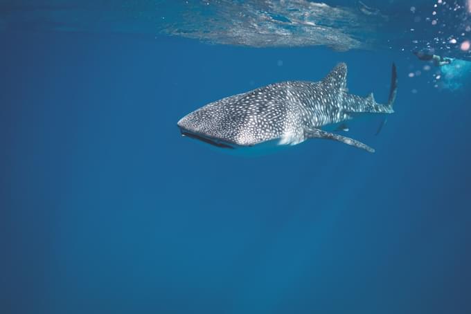 whale shark