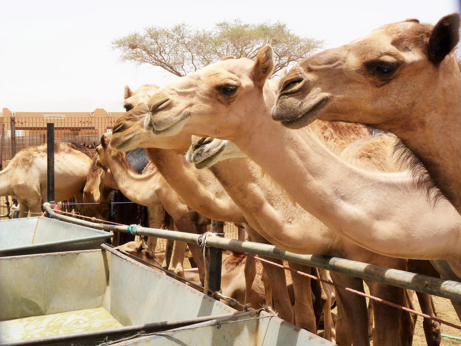 Al Ain camel market is a tourist hotspot