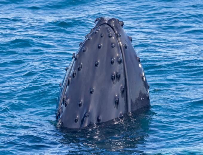 Whale at Reykjavik