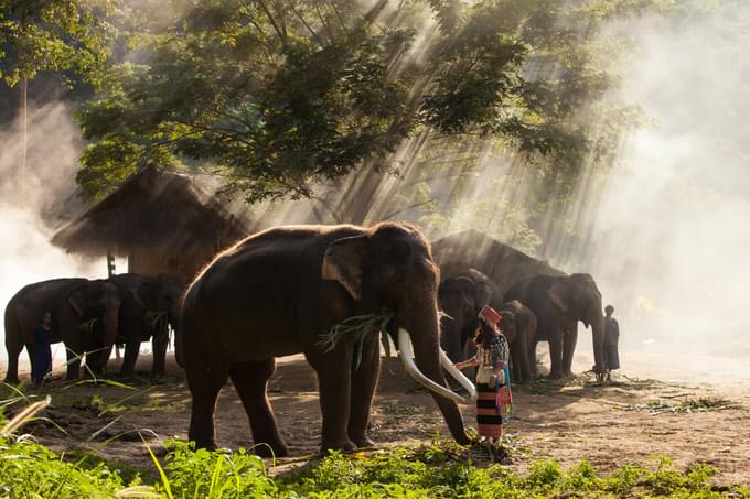 Chiang Mai Elephant Sanctuaries