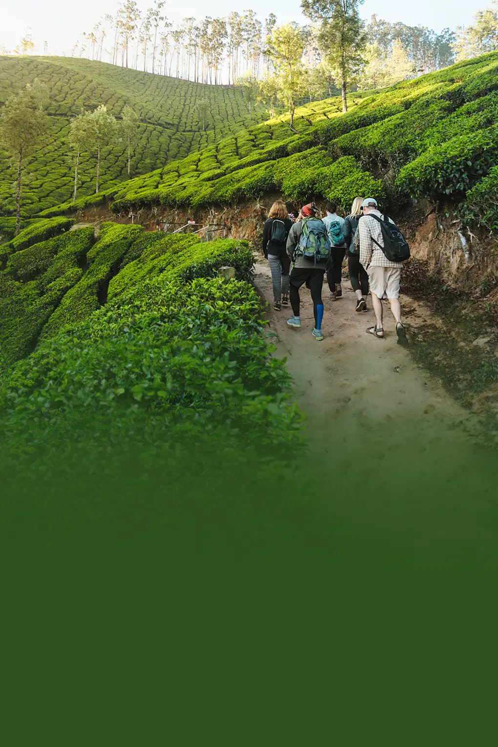 Best of Kerala Group Tour | Wildlife, Tea Estates & Backwaters