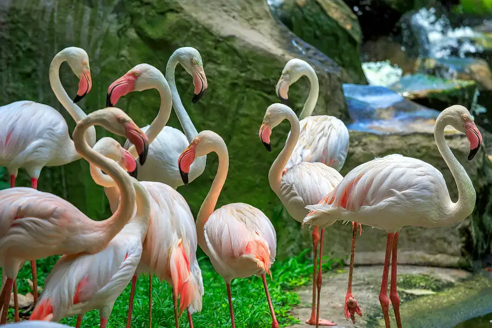 Kuala Lumpur Bird Park Tickets