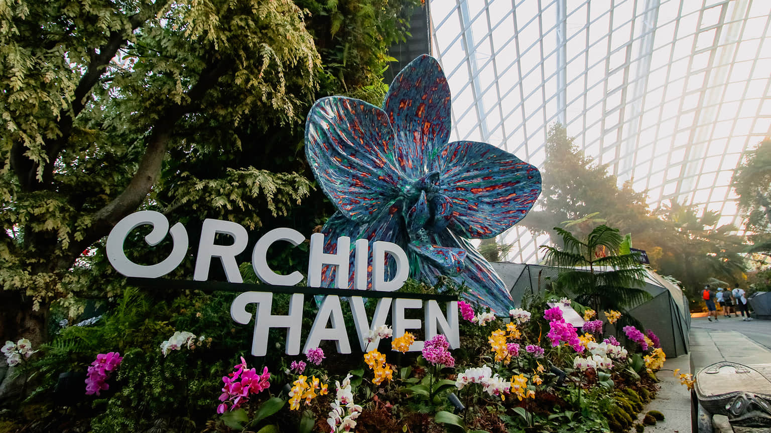 Explore the heaven of Orchid