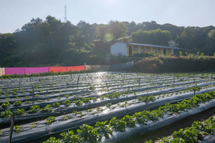 Laflggc72558ggo160a2qvrhc2lk krushna4