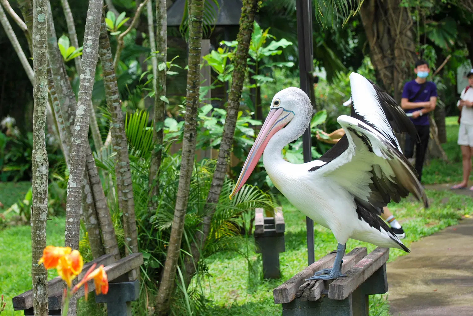 Bali Bird Park