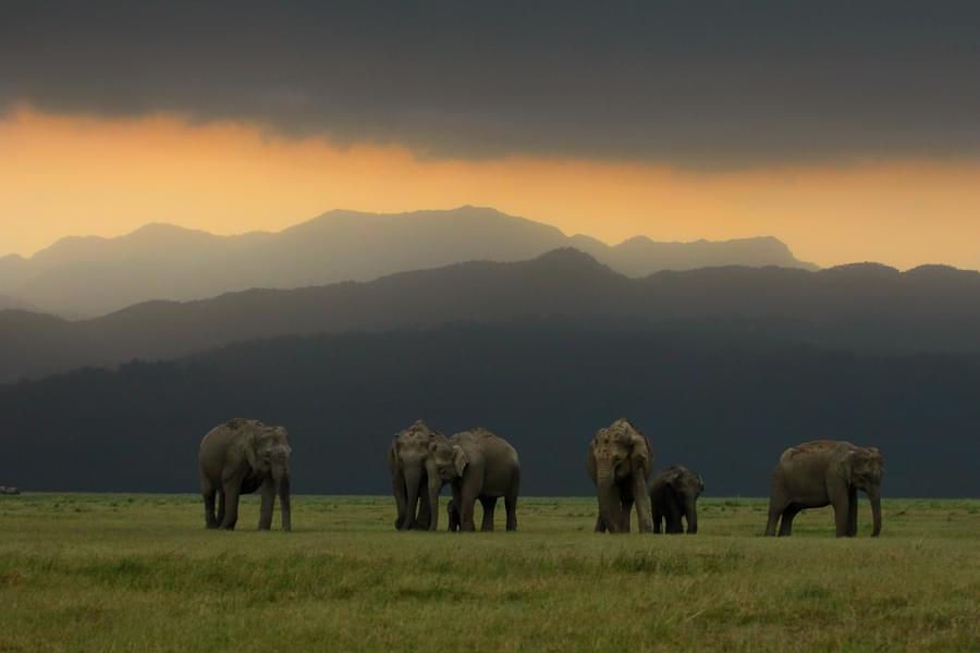 Jim Corbett