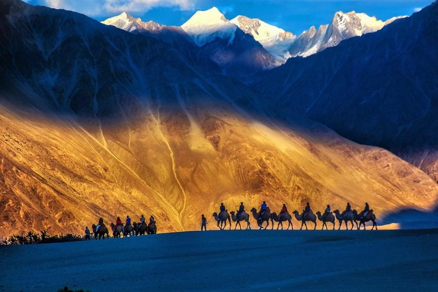 Embark on an adventure of a lifetime with camel rides around the sand dunes of Hunder in Nubra Valley.