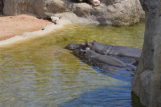 Hippo in Zoom Torino Zoo