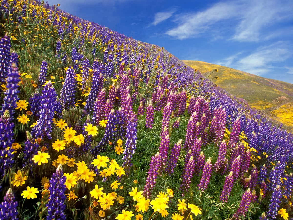 Visit to Yumthang Valley