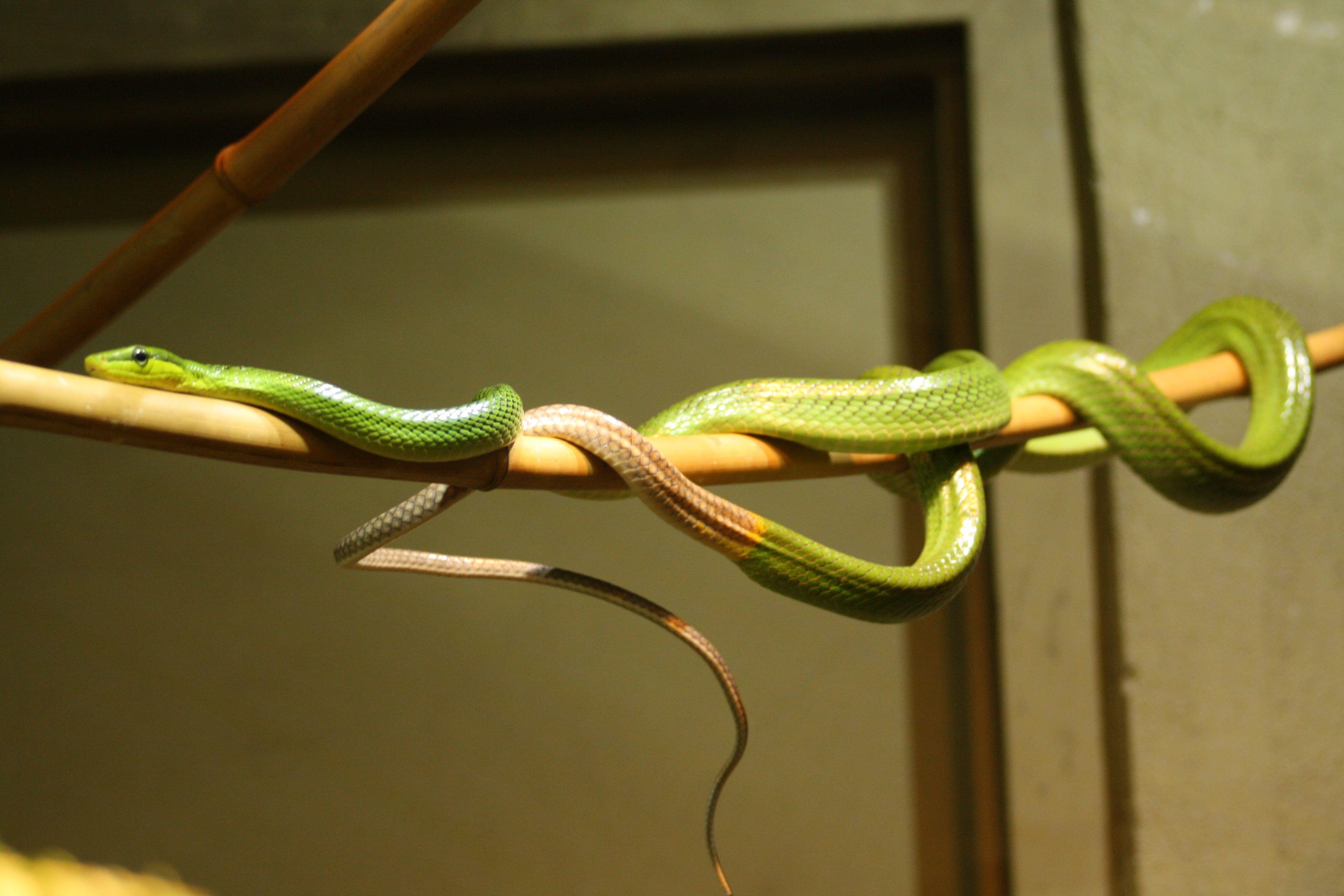 Snake at Toronto Zoo