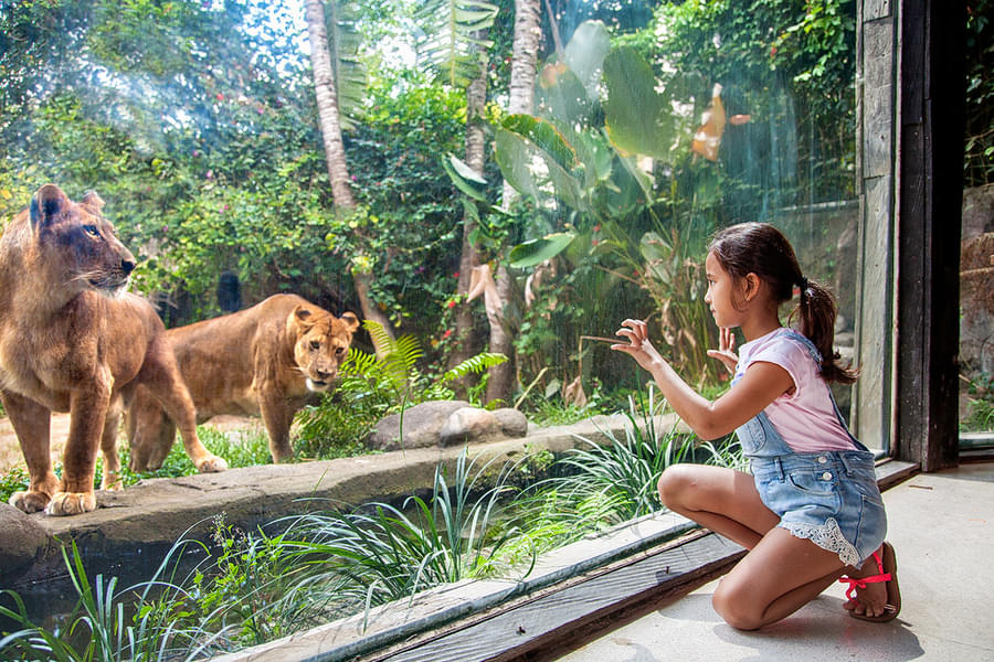 See wild animals through transparent glass window