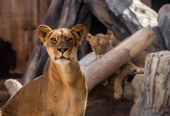 Emirates Park Zoo