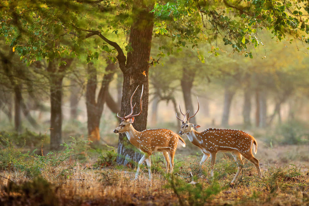 Mhadei Wildlife Sanctuary , <em>Goa</em>