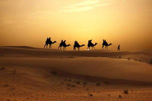 Experience a calming camel ride as the sun rises over the horizon