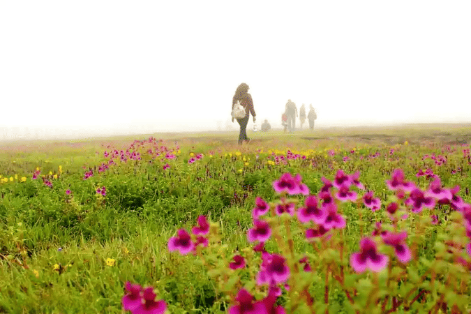 Explore the UNESCO-recognized biodiversity hotspot at Kaas Plateau