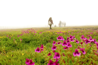 Explore the UNESCO-recognized biodiversity hotspot at Kaas Plateau