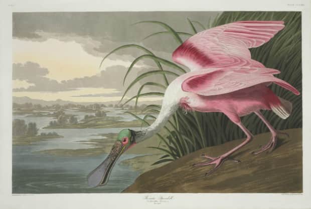 The Birds Of America