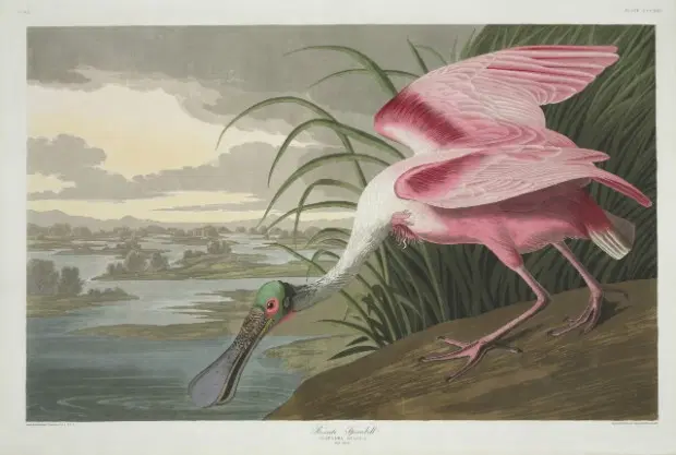 The Birds Of America